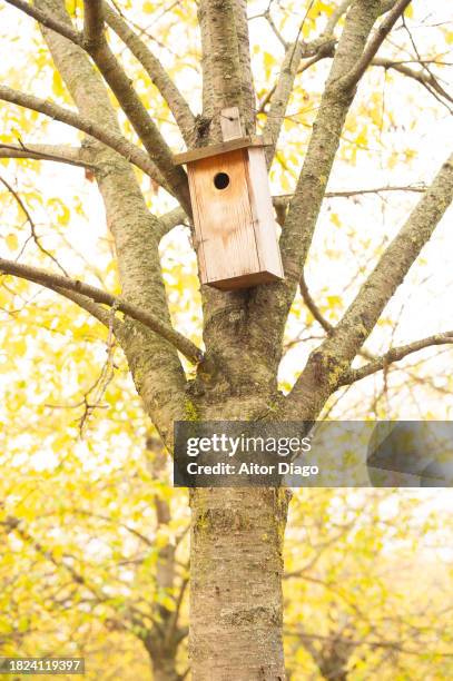 deciduous tree with a birdhouse in autumn. - vogelhaus stock-fotos und bilder