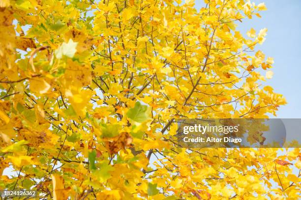 close-up of  deciduous tree (platanus  acerifolia)with an autumn tone in autumn. - platanus acerifolia stock pictures, royalty-free photos & images