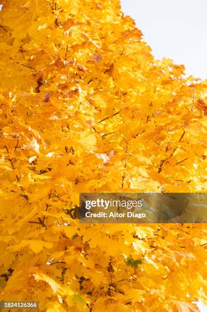 deciduous tree (platanus  acerifolia, platens hispanic)with an autumn tone in autumn. - platanus acerifolia stock pictures, royalty-free photos & images