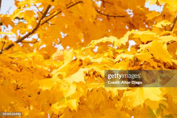 close-up of  deciduous tree (platanus  acerifolia, platens hispanic)with an autumn tone in autumn. - platanus acerifolia stock pictures, royalty-free photos & images