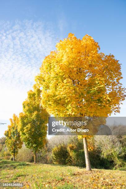 deciduous trees (platanus  acerifolia, platens hispanic)with an autumn tone in autumn. austria - platanus acerifolia stock pictures, royalty-free photos & images