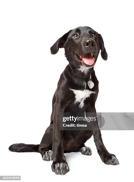 nero happy puppy - dog collar foto e immagini stock