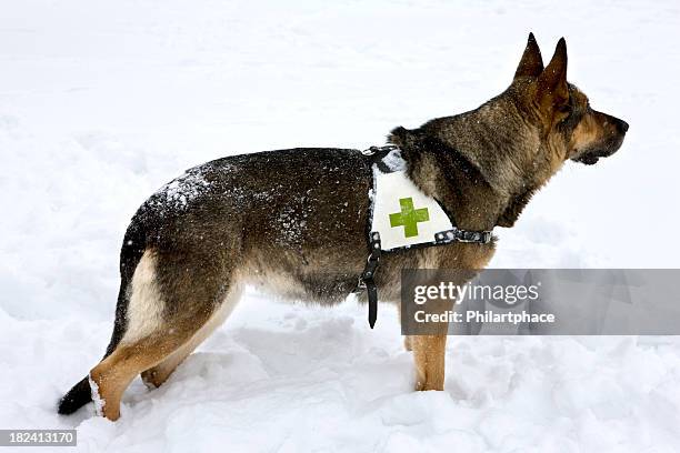 perro de búsqueda y rescate en invierno - perro de búsqueda y rescate fotografías e imágenes de stock