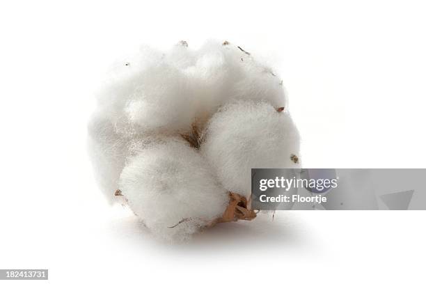 flowers: cotton - cotton plant stock pictures, royalty-free photos & images
