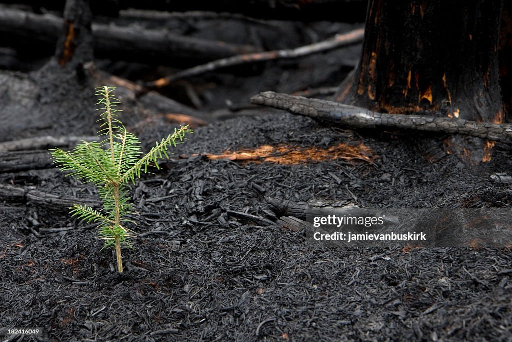 Evergreen tree sprouts in the ashes of a forest fire