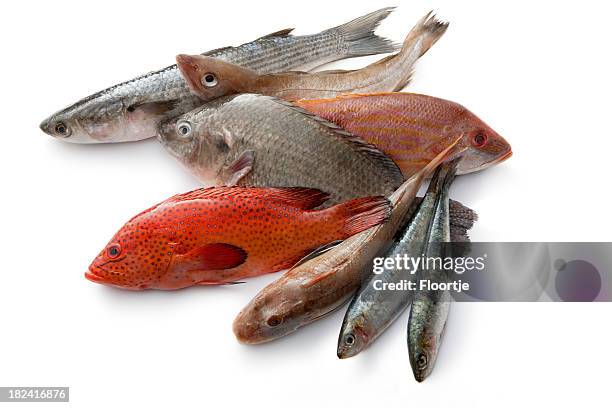 seafood: fish - coral hind stock pictures, royalty-free photos & images