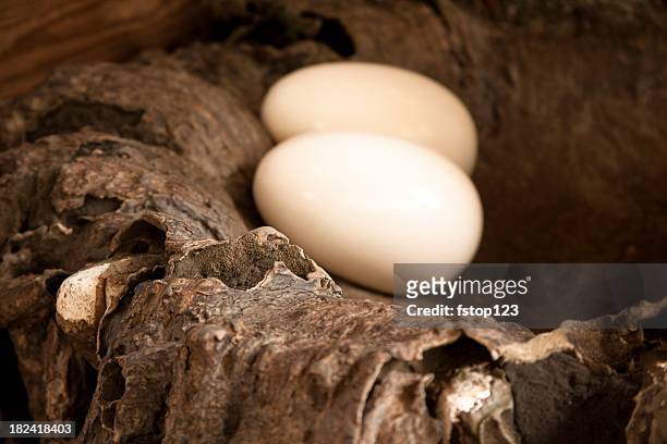 due uova in un nido di un'aquila. - eagle nest foto e immagini stock