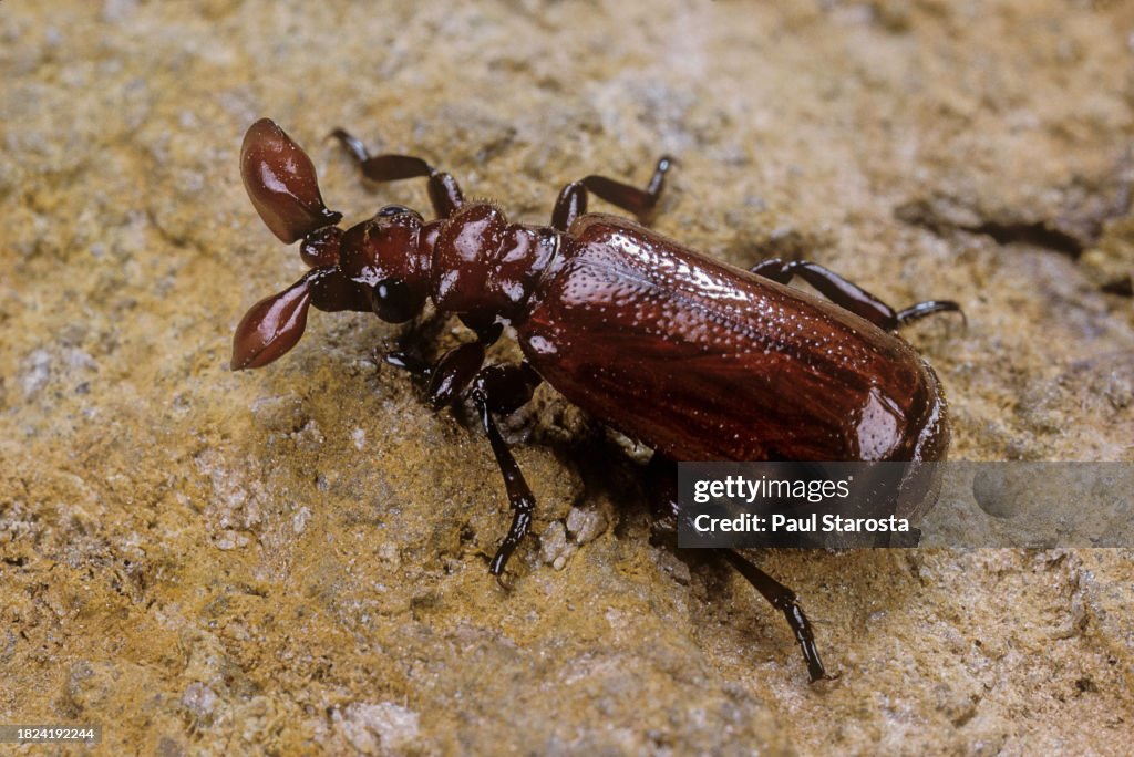 Paussus sp. (flanged bombardier beetles, ground beetle)