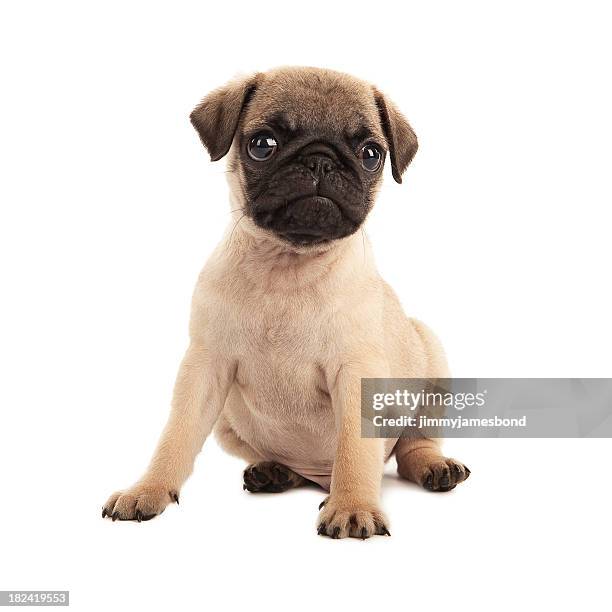 pug puppy - mops bildbanksfoton och bilder