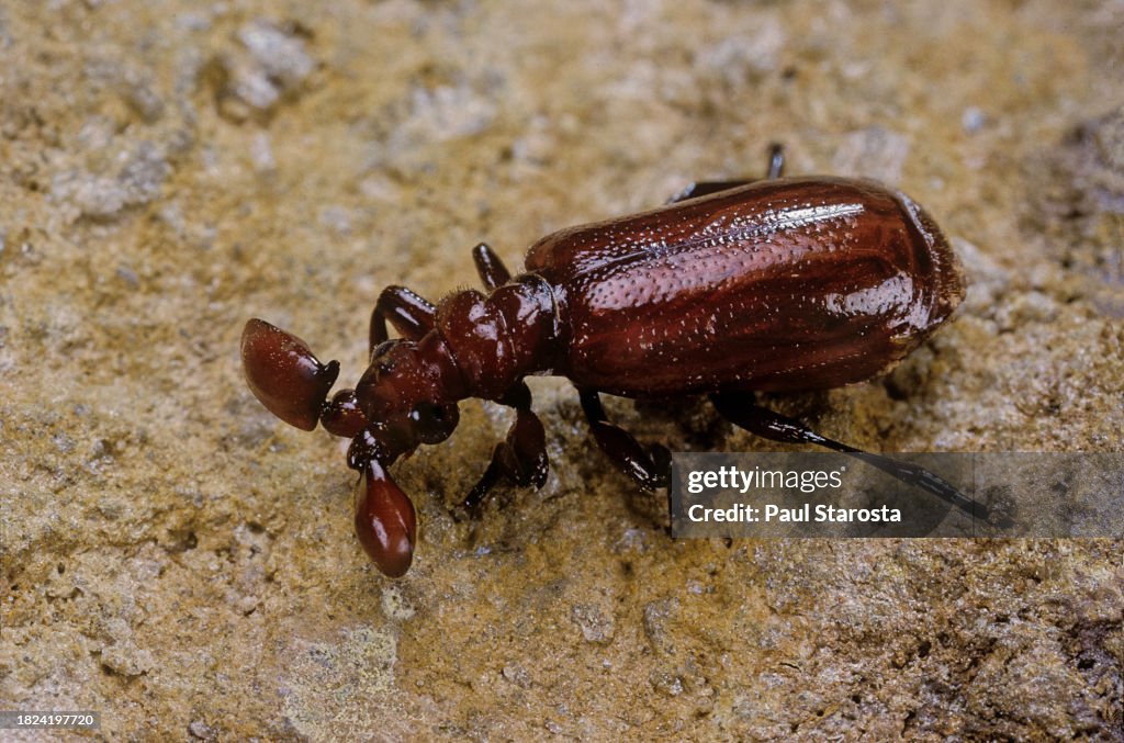 Paussus sp. (flanged bombardier beetles, ground beetle)