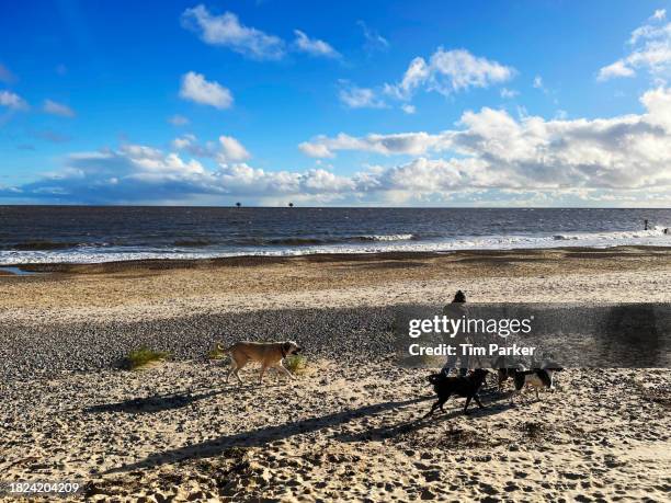 dog walker - suffolk beach stock pictures, royalty-free photos & images