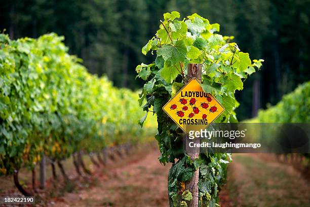 vineyard winery okanagan valley british columbia landwirtschaft weinkultur - shiraz traube stock-fotos und bilder