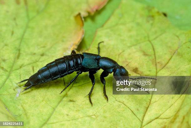 ocypus ophthalmicus (rove beetle) - asnillo fotografías e imágenes de stock