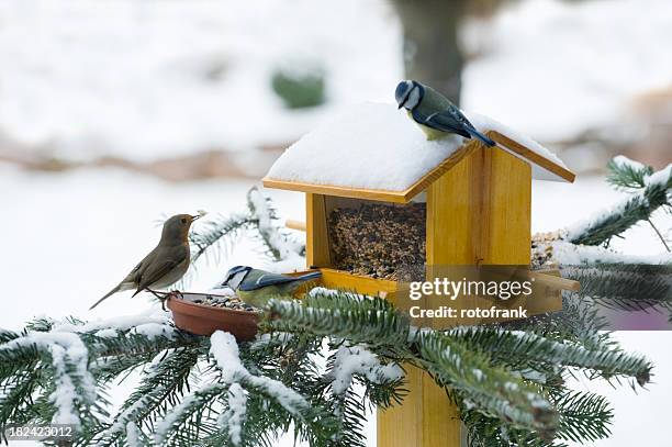 füttern vögel im winter - blaumeise stock-fotos und bilder