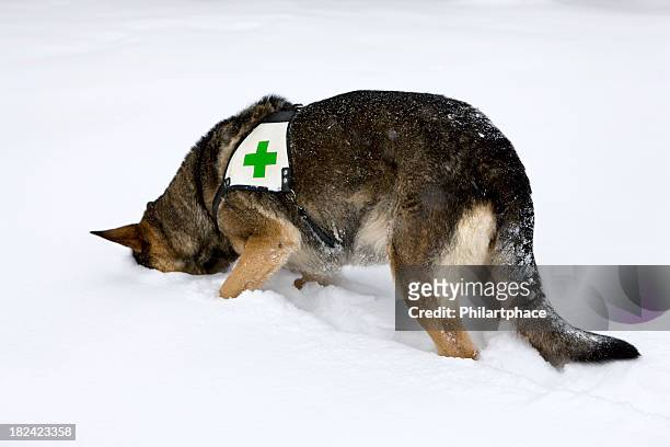 such- und rettungshund im winter - search and rescue dog stock-fotos und bilder