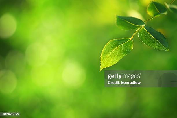 grünes blatt hintergrund unscharf gestellt - leafy green stock-fotos und bilder