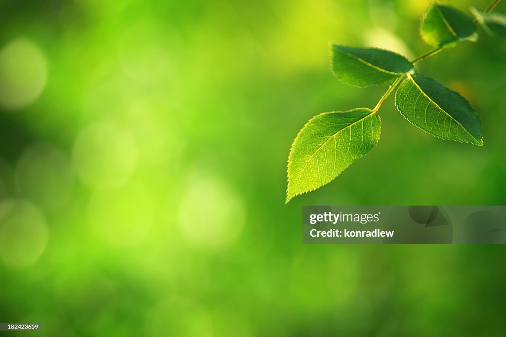 Green Leaf - defocused background