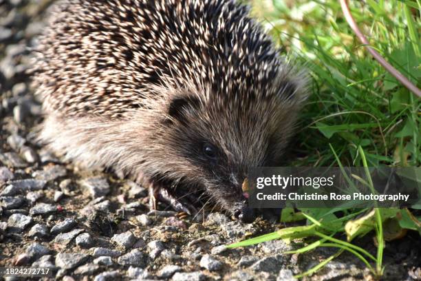 a garden visitor the hedgehog - snout stock pictures, royalty-free photos & images