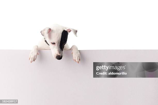 jack russell con un cartel - mirar hacia abajo fotografías e imágenes de stock
