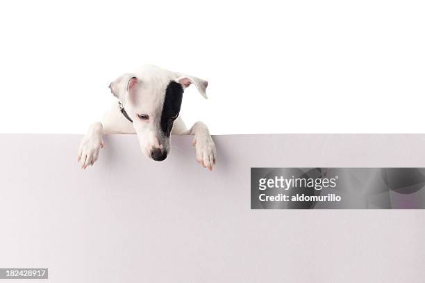 jack russell with a sign - small placard stock pictures, royalty-free photos & images