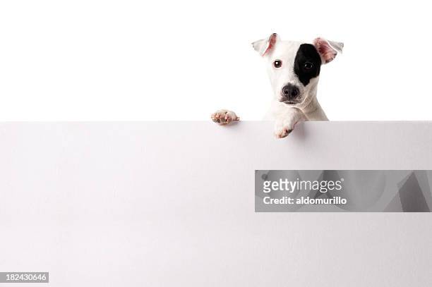 adorable jack russell with a banner - small placard stock pictures, royalty-free photos & images