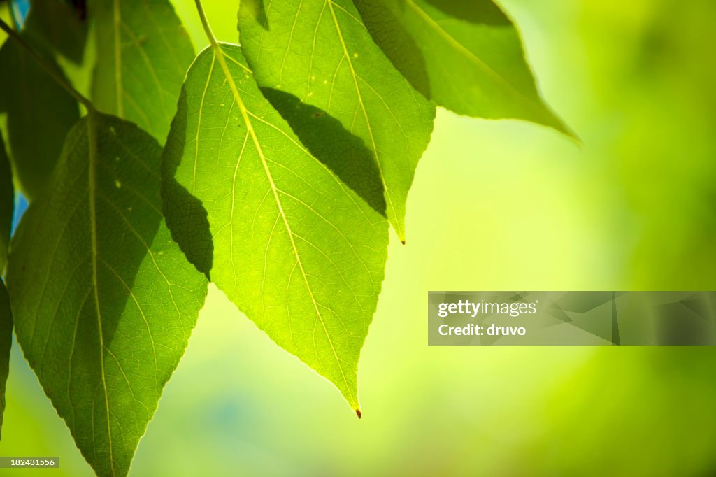 Close-up of fresh green leafs