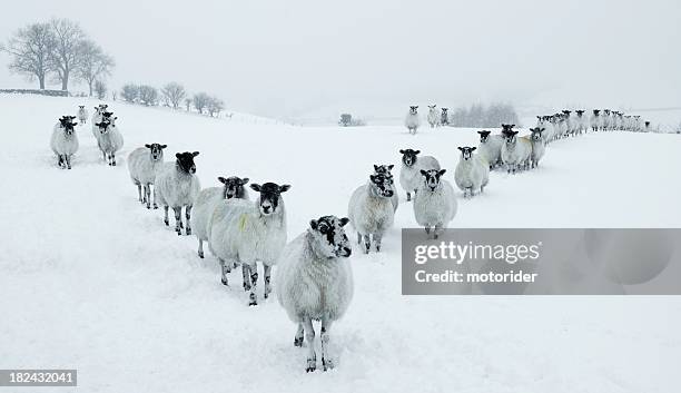 winter sheep v formation - animal herd stockfoto's en -beelden