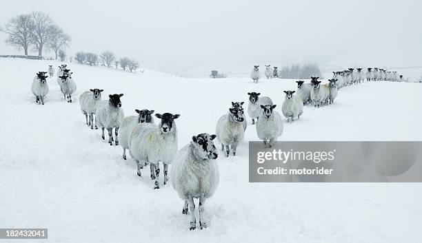 winter sheep v formation - english lake district 個照片及圖片檔