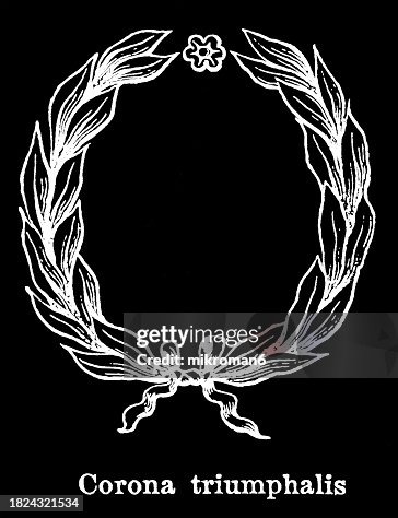 Old engraving illustration of a laurel wreath or corona triumphalis (symbol of triumph), a round wreath made of connected branches and leaves of the bay laurel (Laurus nobilis) Old engraving illustration of a laurel wreath or corona triumphalis (symbol of triumph), a round wreath made of connected branches and leaves of the bay laurel (Laurus nobilis)