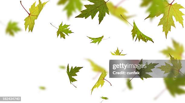 autumn foliage - leaf blowing stock pictures, royalty-free photos & images