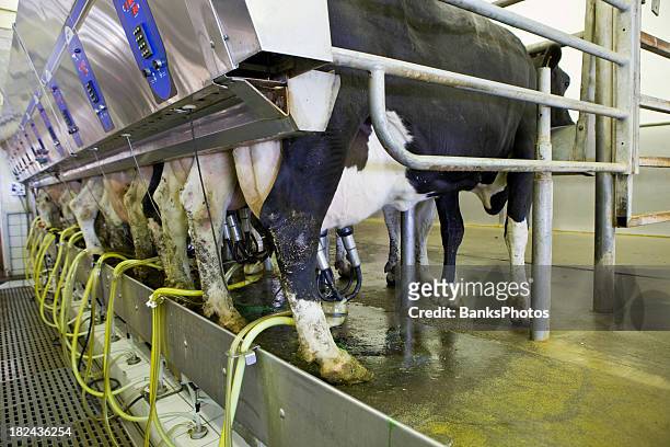 row of 12 cows miliking - milking stock pictures, royalty-free photos & images