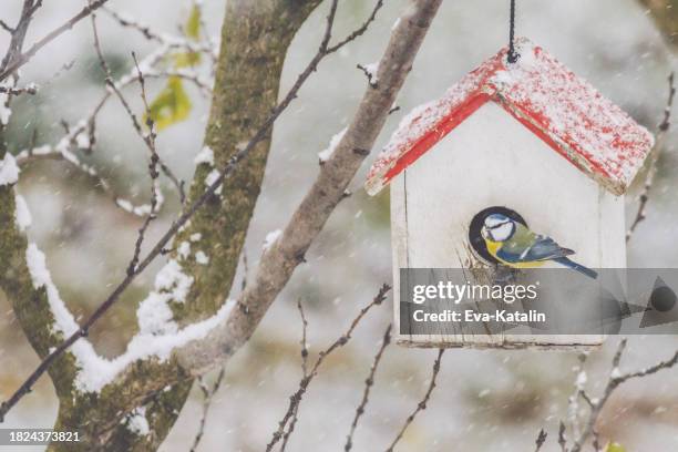 vogelhäuschen - vogelhaus stock-fotos und bilder