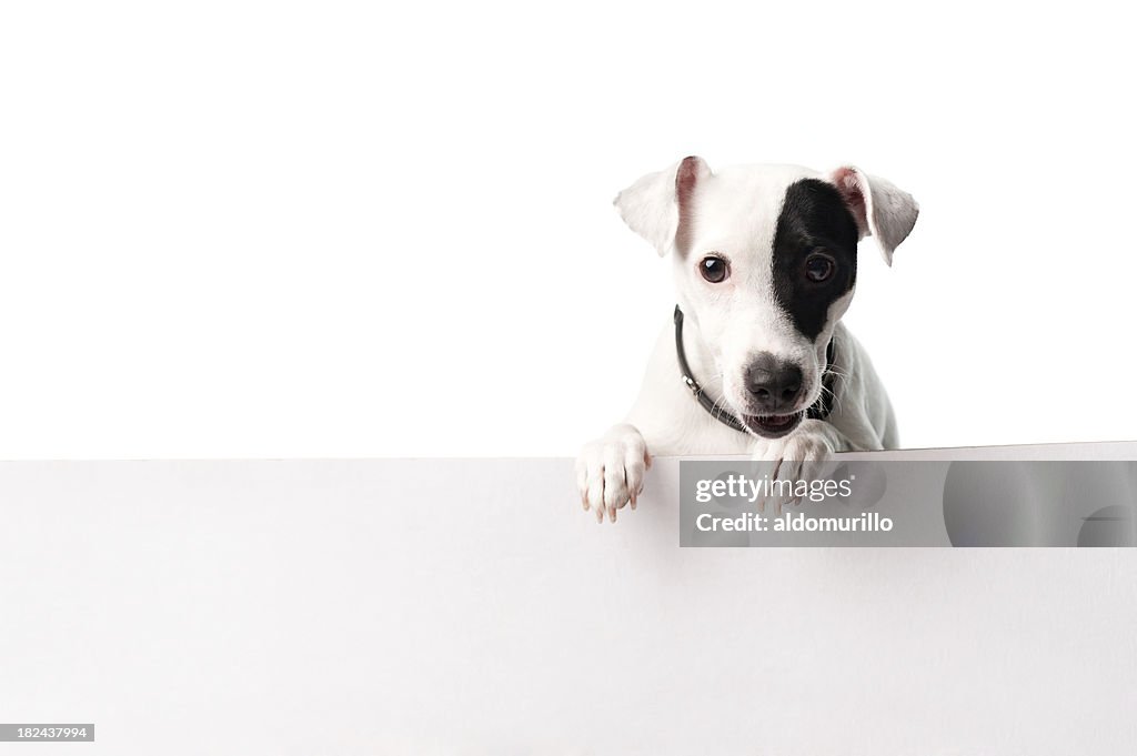 Cute dog with a banner