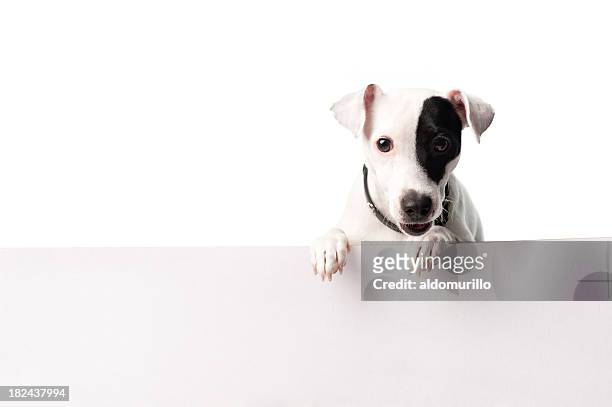 cute dog with a banner - small placard stock pictures, royalty-free photos & images
