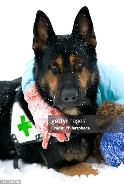 rescue dog in winter