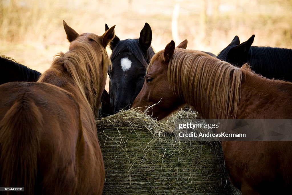 Group of horses eating hay at the same time