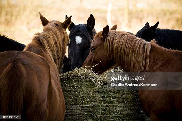 group of horses eating hay at the same time - hay stock pictures, royalty-free photos & images