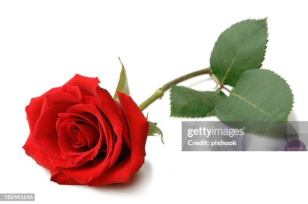 rose - op de rug liggen stockfoto's en -beelden