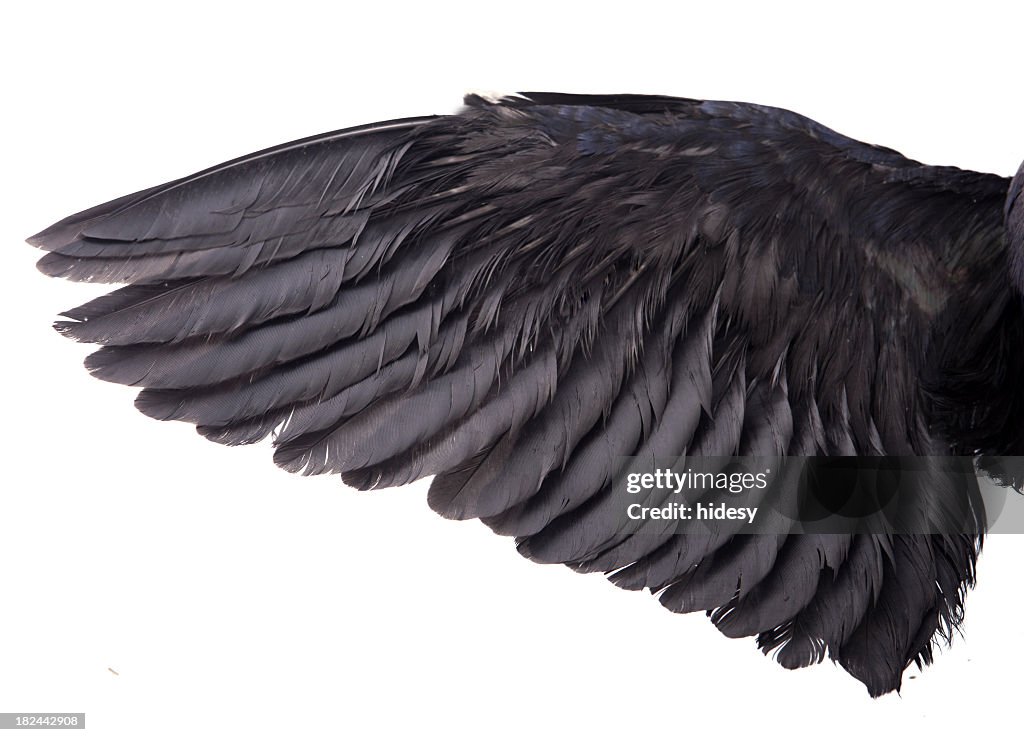 The underside of a black crow's wing