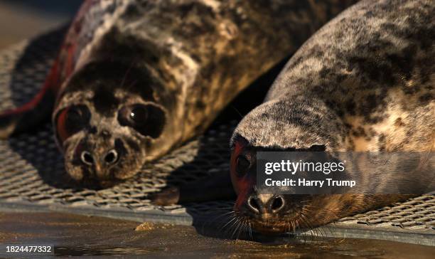 The seals are released back towards the sea at Perranuthnoe Beach on December 01, 2023 in Perranuthnoe, England. Three of this season's seal pups...
