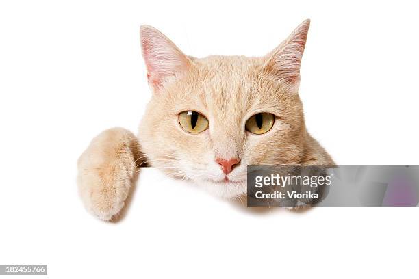 sinal em branco do gato engraçado - placard imagens e fotografias de stock