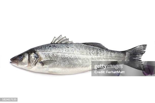 fresh sea bass - sea bass stock pictures, royalty-free photos & images