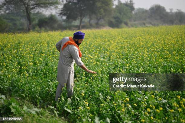 granjero sij punjabí en el campo de la granja de mostaza - mostaza-hierba fotografías e imágenes de stock