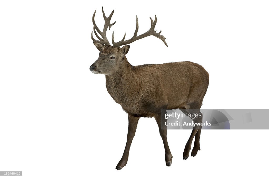 Red Deer, isoliert auf weiss
