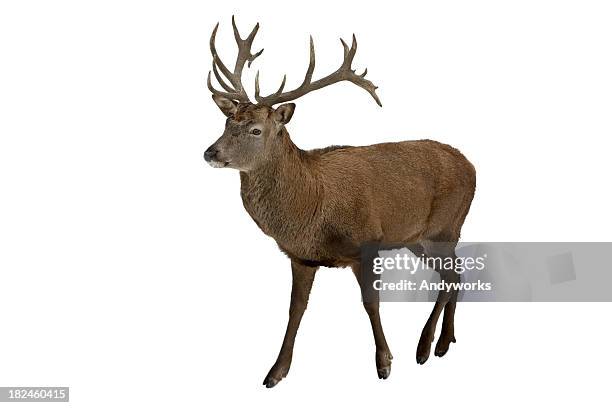 red deer isolated on white - kronhjort bildbanksfoton och bilder