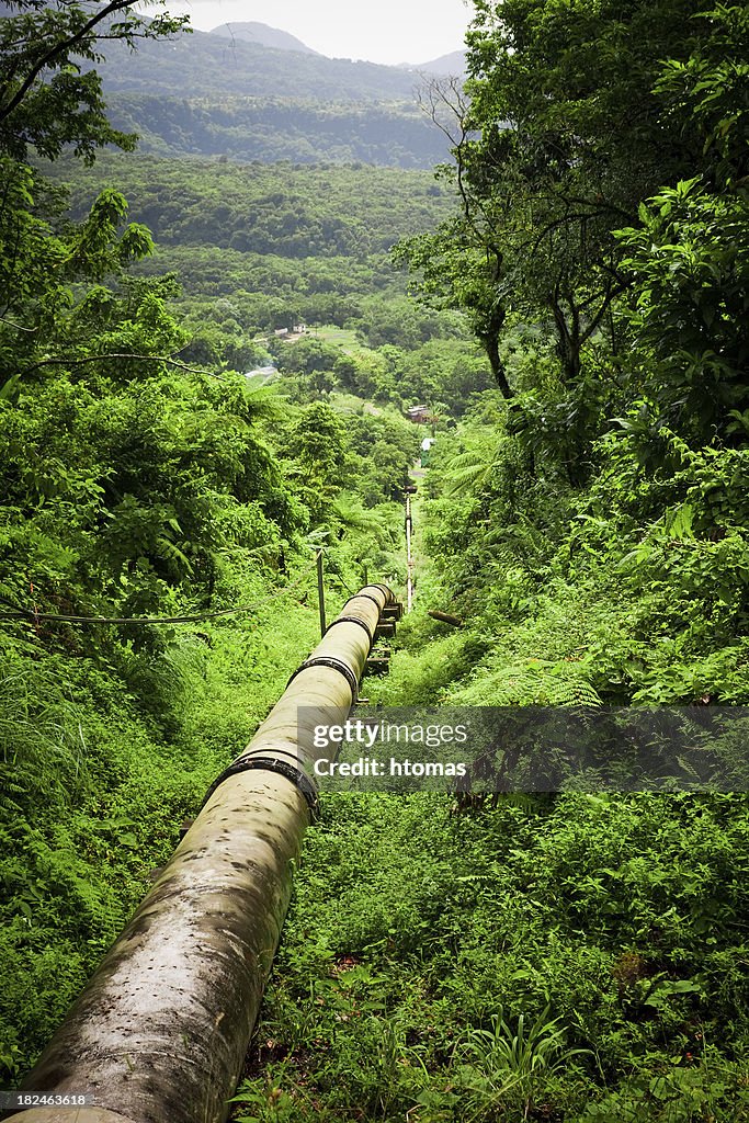 Pipeline in forest