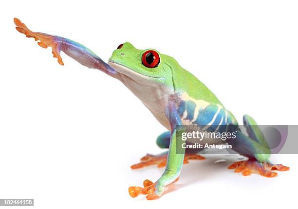 frog - tree frog stock pictures, royalty-free photos & images