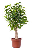 A small ficus tree planted in a brown clay pot