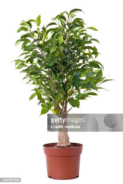 a small ficus tree planted in a brown clay pot - pot plant 個照片及圖片檔
