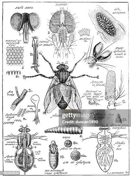 illustrazioni stock, clip art, cartoni animati e icone di tendenza di old fashion disegno di una mosca di anatomia - baco